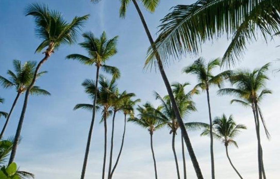 Meliá Punta Cana Beach Wellness Inclusive – Adults Only