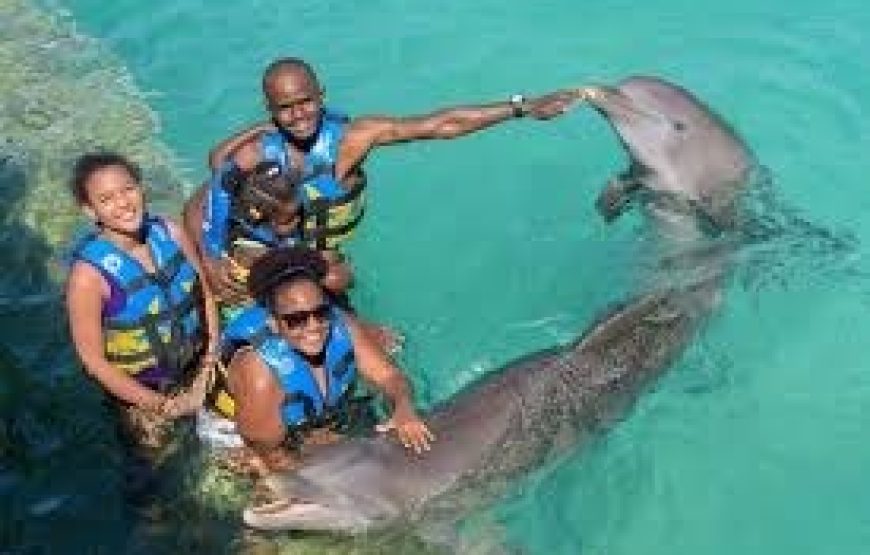 Dolphin Encounter – Encuentro con Delfines