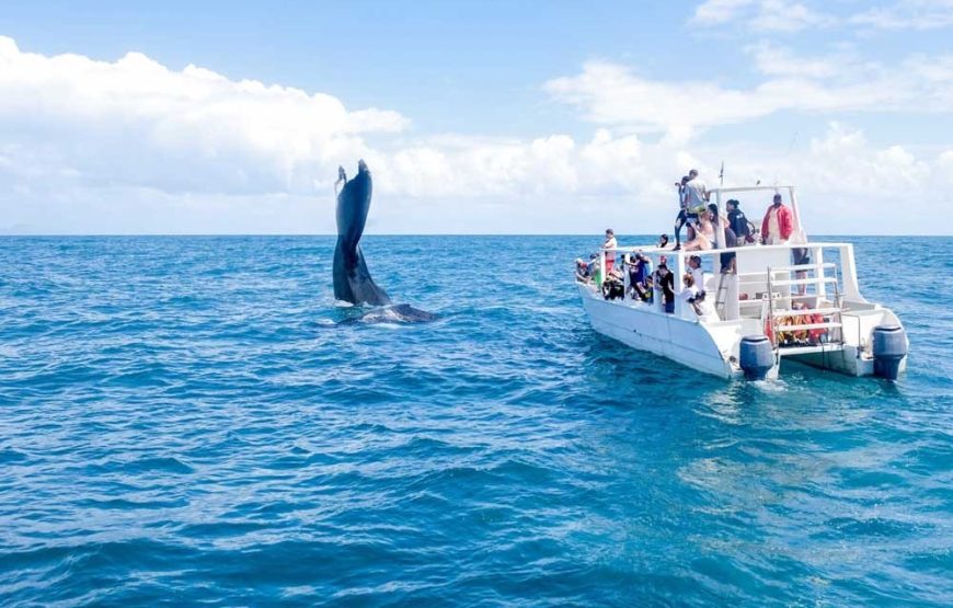 Samaná – Tour Todo Incluido