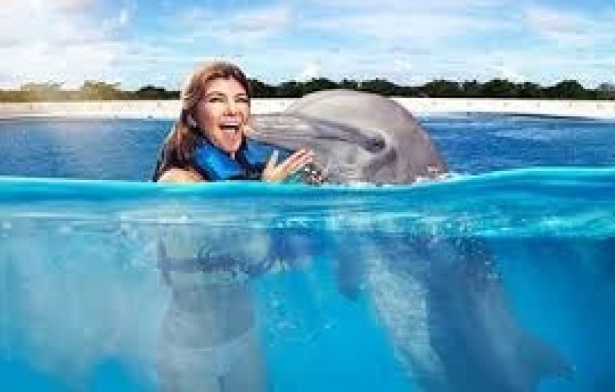 Dolphin Encounter – Encuentro con Delfines