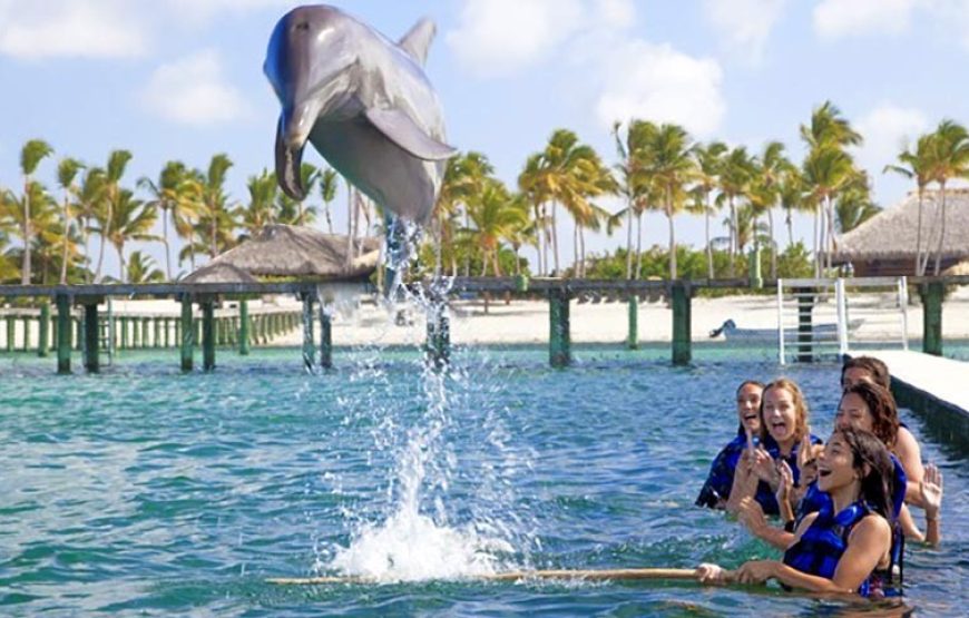 Dolphin Encounter – Encuentro con Delfines
