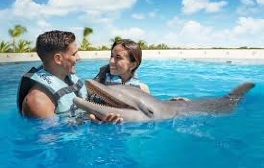 Dolphin Encounter – Encuentro con Delfines