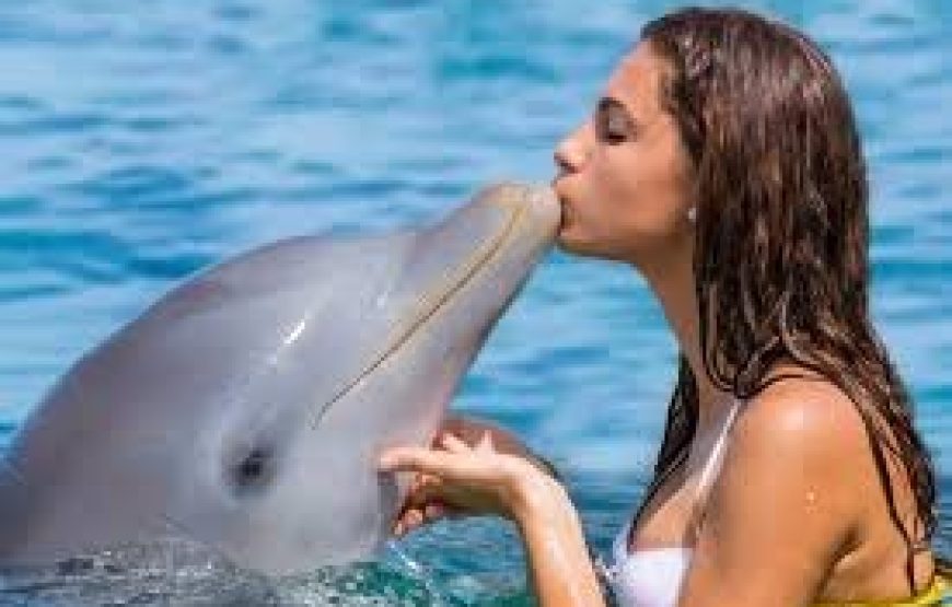 Dolphin Encounter – Encuentro con Delfines
