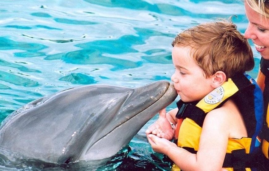 Dolphin Encounter – Encuentro con Delfines