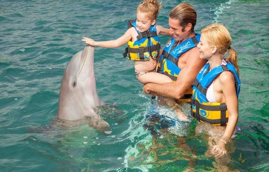Dolphin Encounter – Encuentro con Delfines