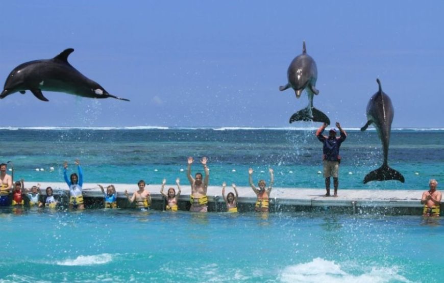 Dolphin Encounter – Encuentro con Delfines